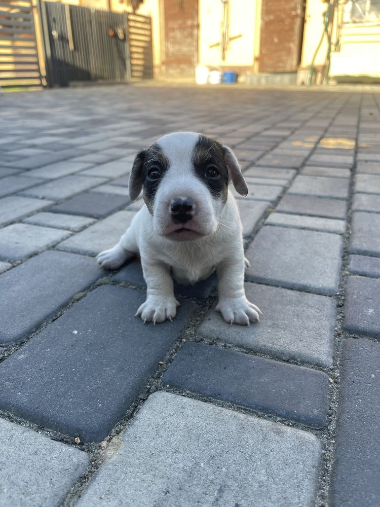 Jack Russel Terrier pies szczeniak