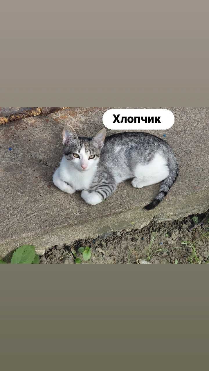 Подарую кошенят.