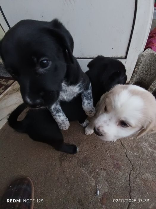 Cadelas para adoçao