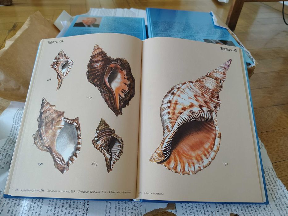 Atlas muszli NOWA wyprzedaż