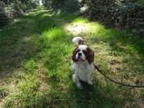 Cavalier King Charles Spaniel