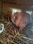 Królik  rasy mini lop