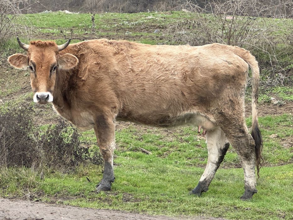 Продам коров на выбор