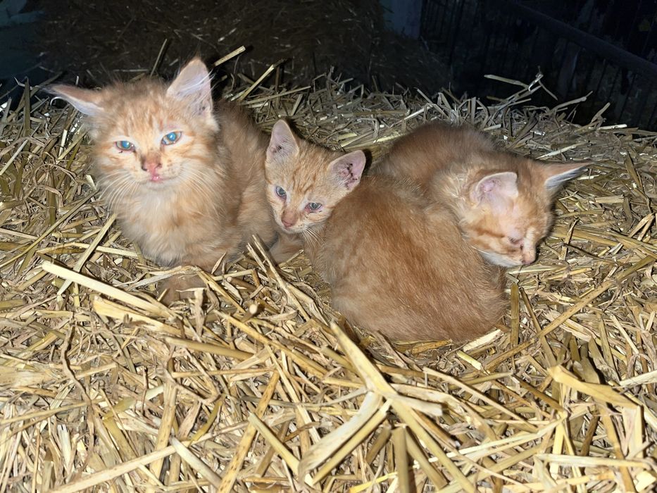 Котенята в хороші руки ! Риженьке , сірі , чорні  , біле ,