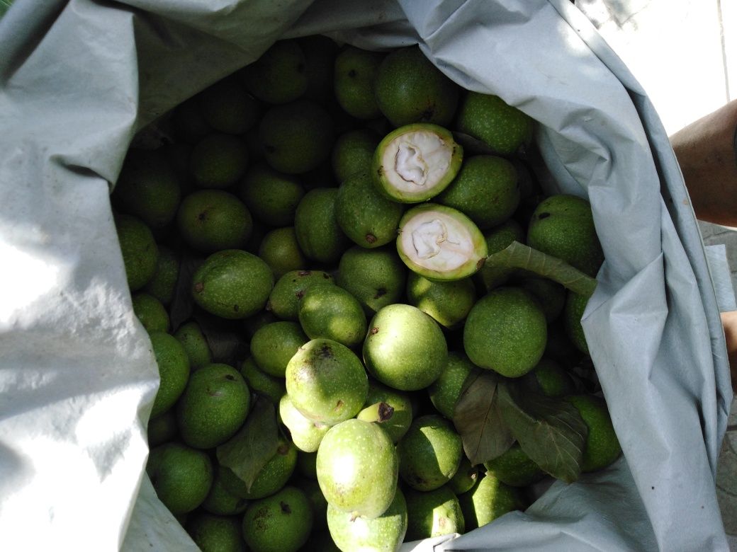 Sprzedam zielone orzechy włoskie  3 kg