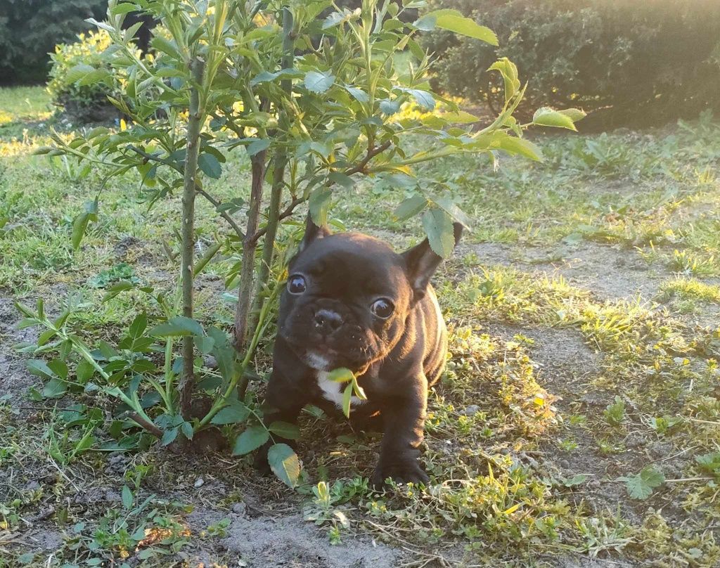 Buldog francuski Buldogi buldożek piękny szczeniaczek