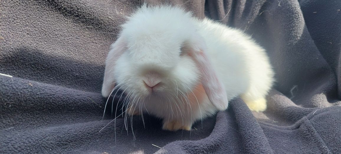 Króliczki miniaturki minilop mini lop