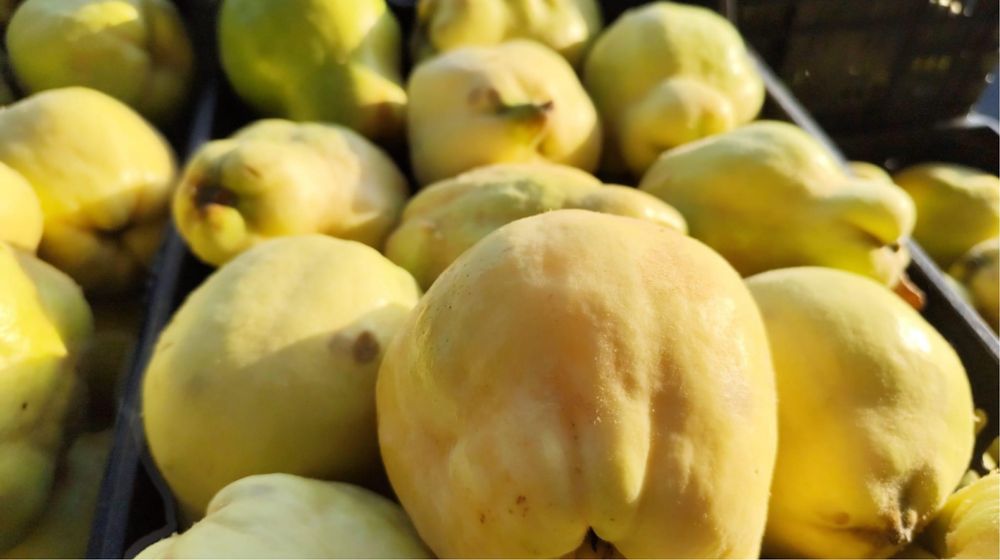 MARMELOS - por encomenda