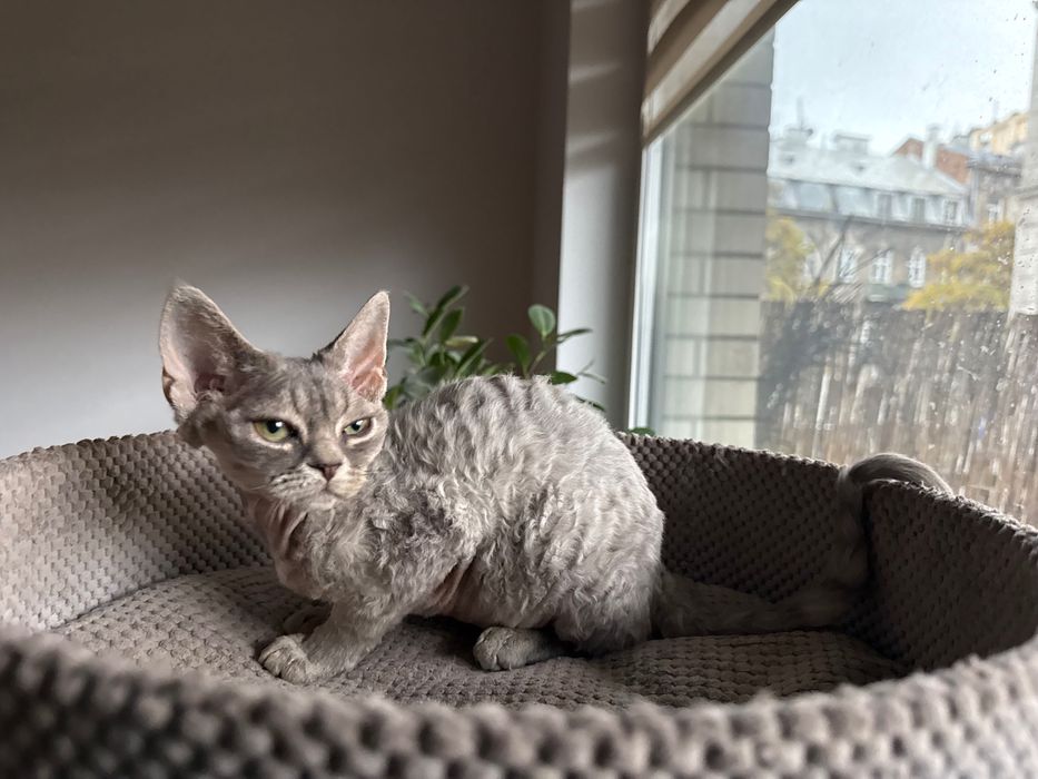 Dziewczynka Devon Rex niebieska