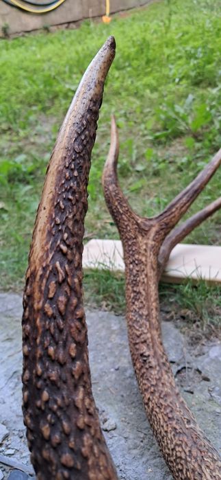 Poroże jelenia 12 odrostów