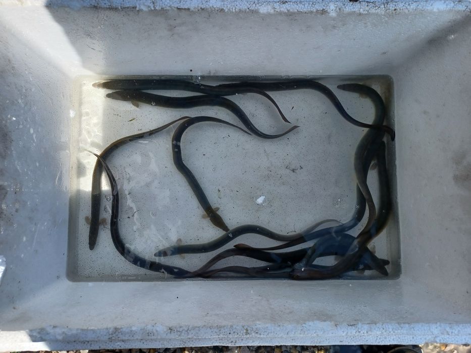 Karp narybek/kroczek  . Amur ,Lin ,Węgorz.