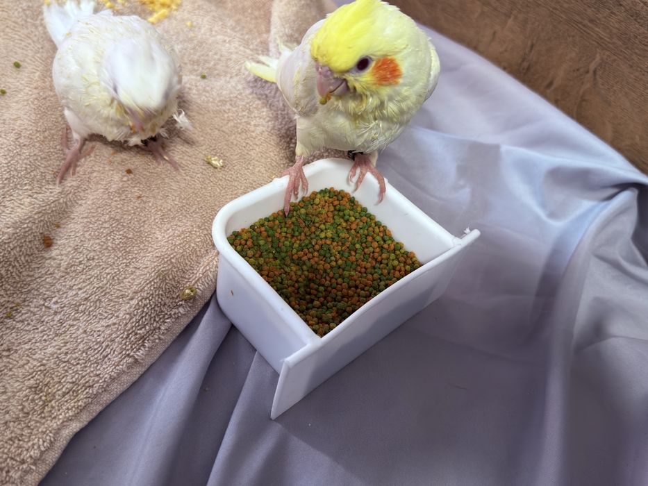 Doa se , duas caturras criadas na papa