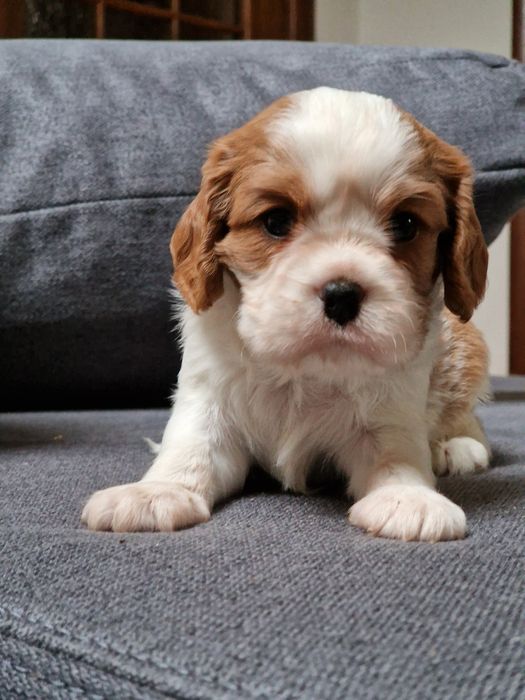 Хлопчик Кавалер Кінг Чарльз спаніель FCI- КСУ