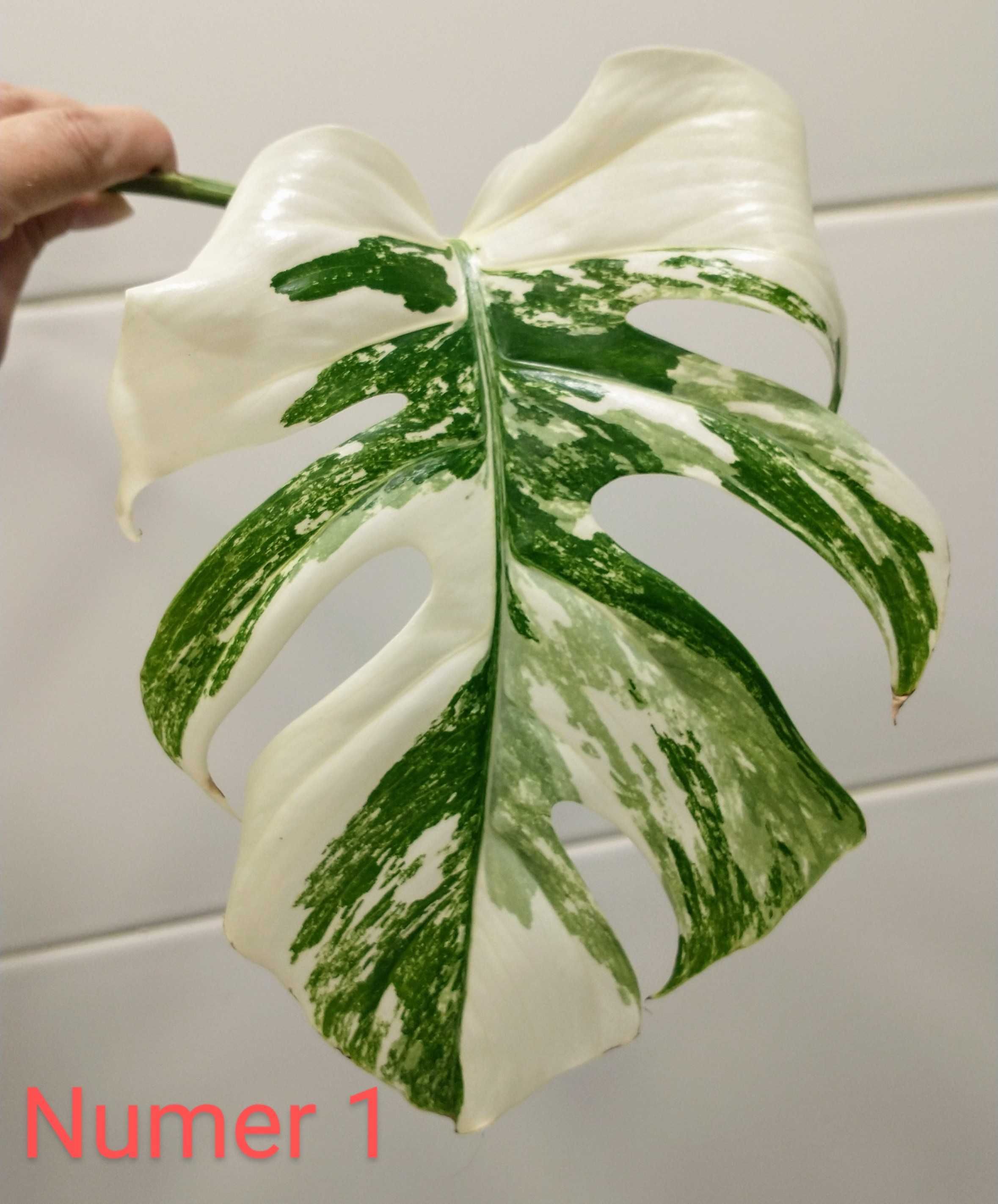 Monstery Variegata