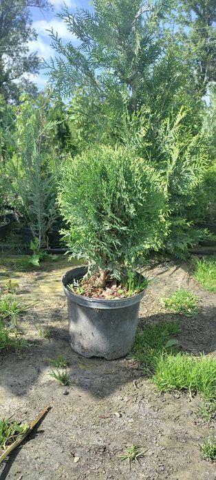 Туї смарагд, Ауреа Нана,колумна,шаровидні , ялівці горизонтальні,