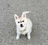 Pomsky ( Mini Husky )