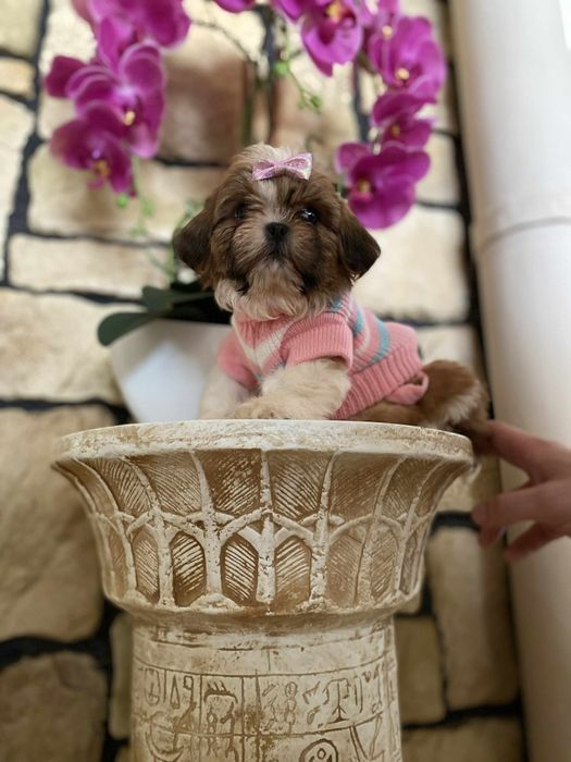 Urocza sunia shih tzu miniaturowa