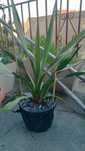 Juka , Yucca Faxoniana