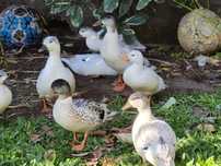Casais call duck. Brancos ou silver