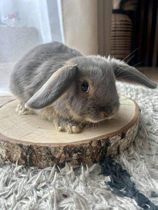 Króliczek karzełek Baran podpalany feh mini królik