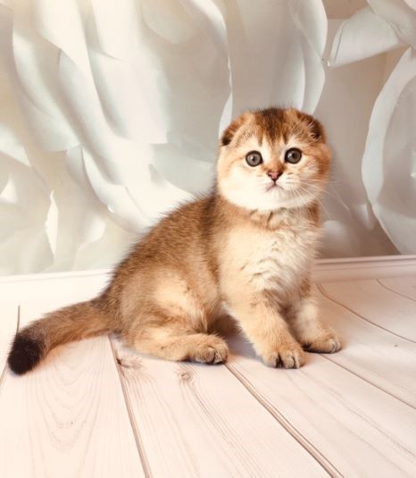 Золотой шотландец! Просто огонечек!!!