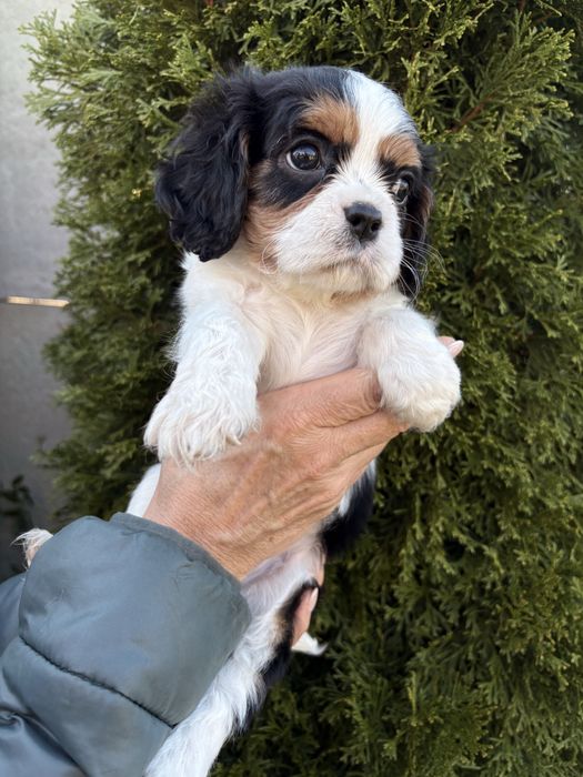 Cavalier King Charles Spaniel