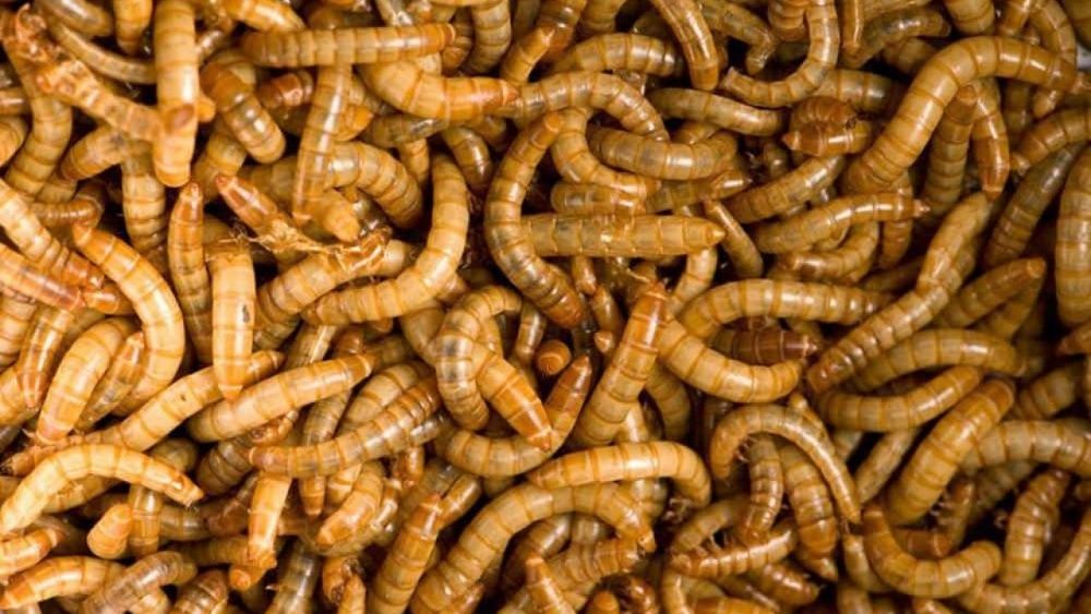 Larvas  de Tenebrio para alimentação animal