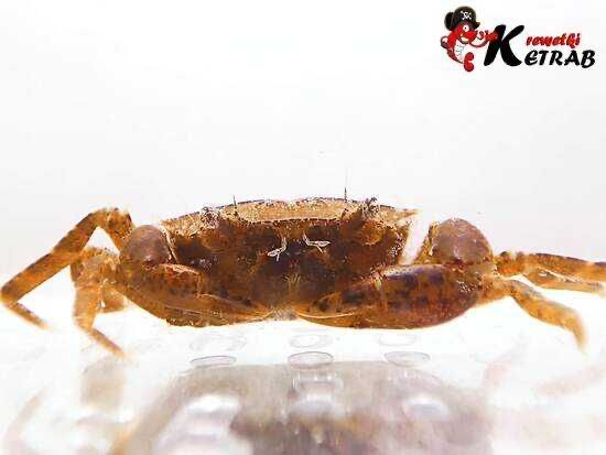 Krab Mekhong thelphusa KETRAB