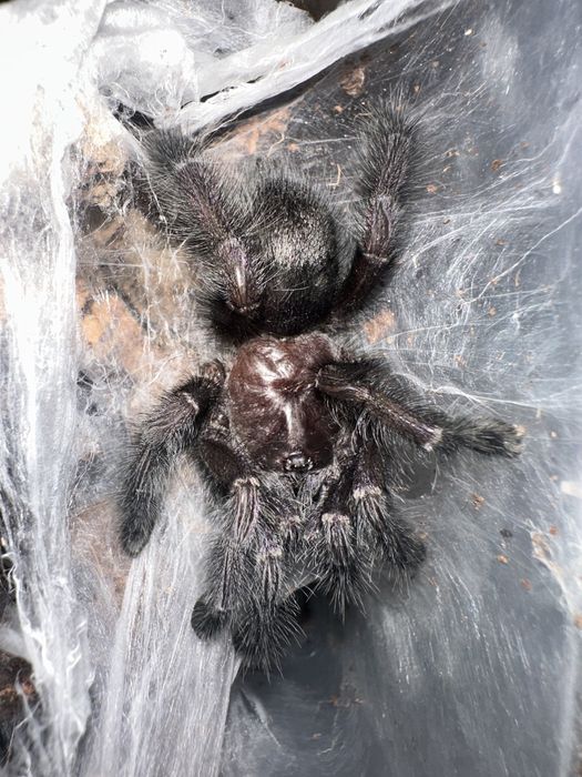 Avicularia purpurea samiec 3.5dc nie adult