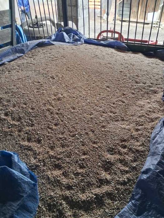 Sprzedam pszenicę jarą