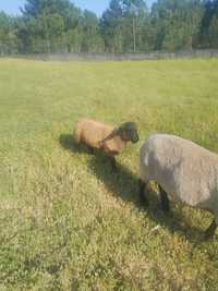 Vendo borregos e ovelhas suffolk