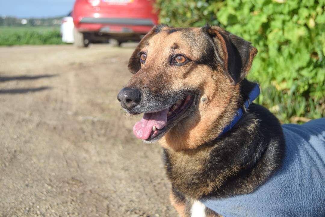 Abel - cão porte médio para adoção