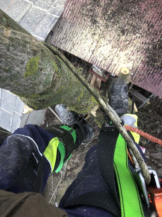 Професійна валка дерев зріз дерев кронація