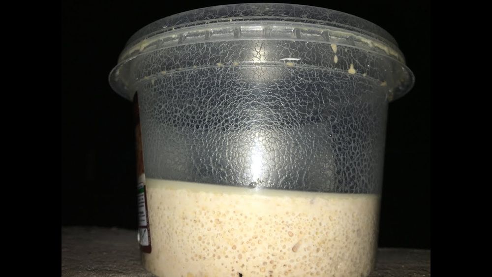 Alimento vivo para peixes - Microvermes de aveia