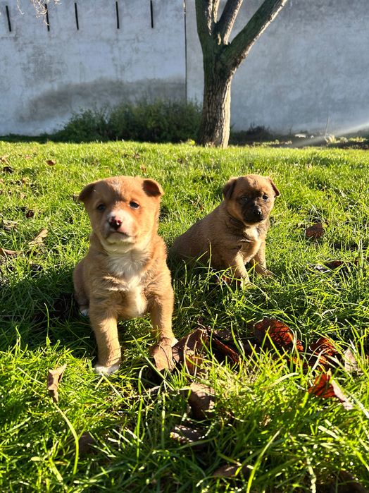 Oddam pieski w dobre ręce