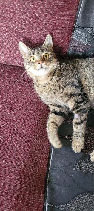 Szukamy kochającego domu dla ok 11-12 mies. kotki