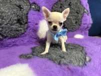 Chihuahua chlopiec szczenie FCI