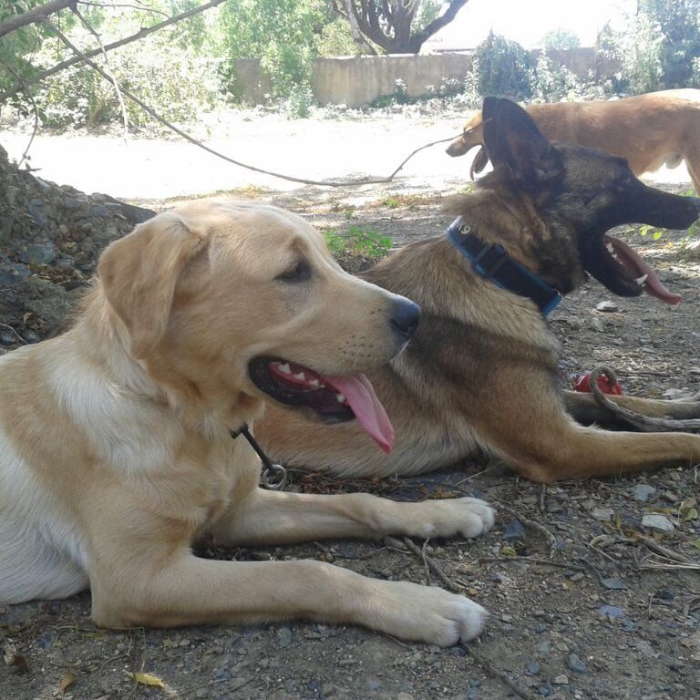 Treino de cães ao domicilio