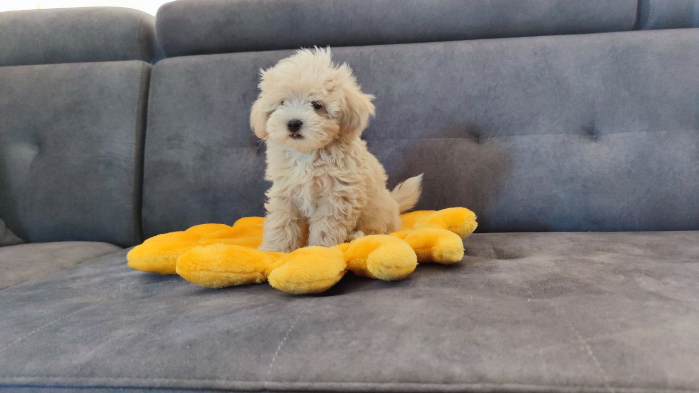 Maltipoo maltipoo