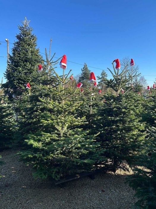 Jodla kaukaska z dostawa do domu! Piekne choinki do twojego domu