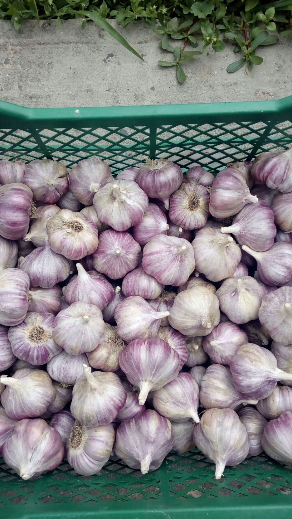 Продам домашній часник