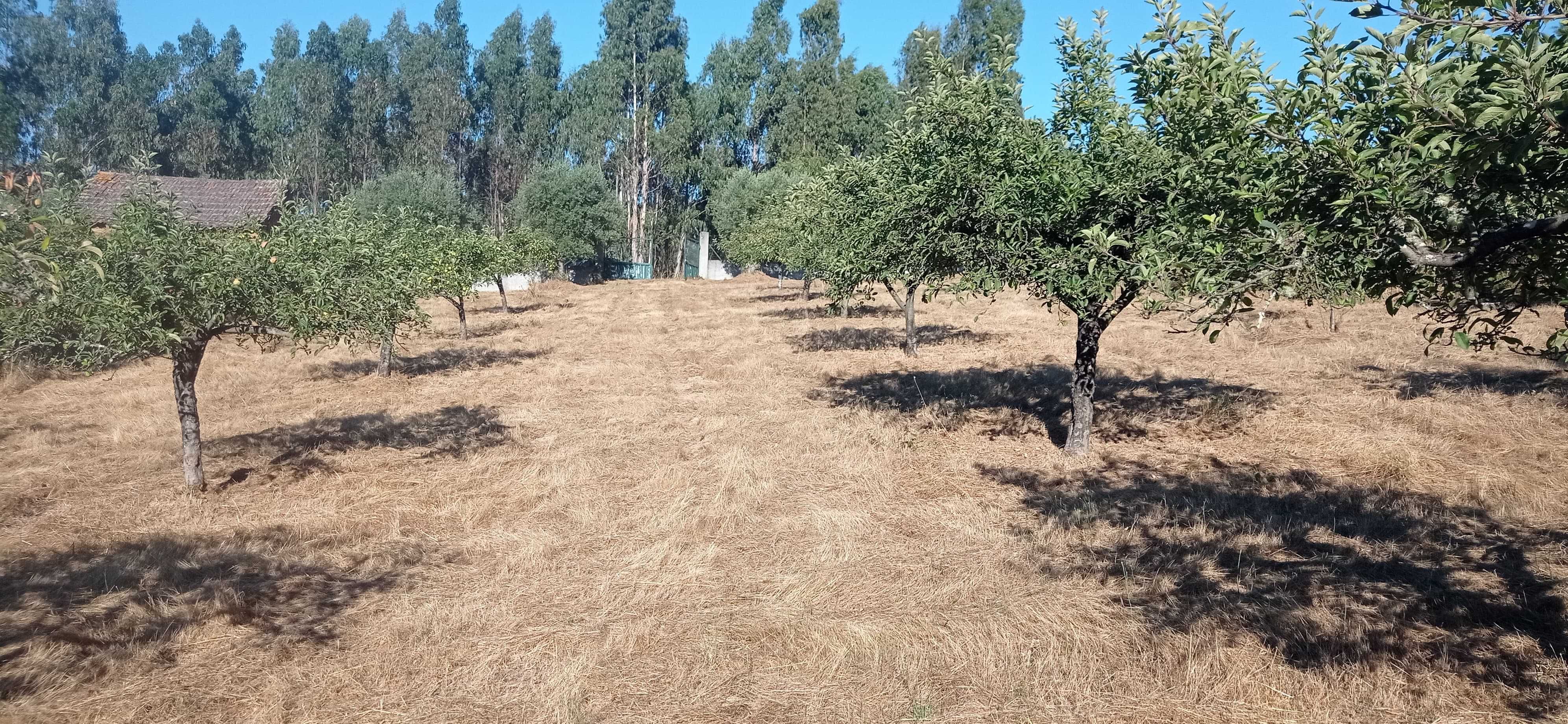 Terreno 1 hectare com casa rural e árvores de fruto