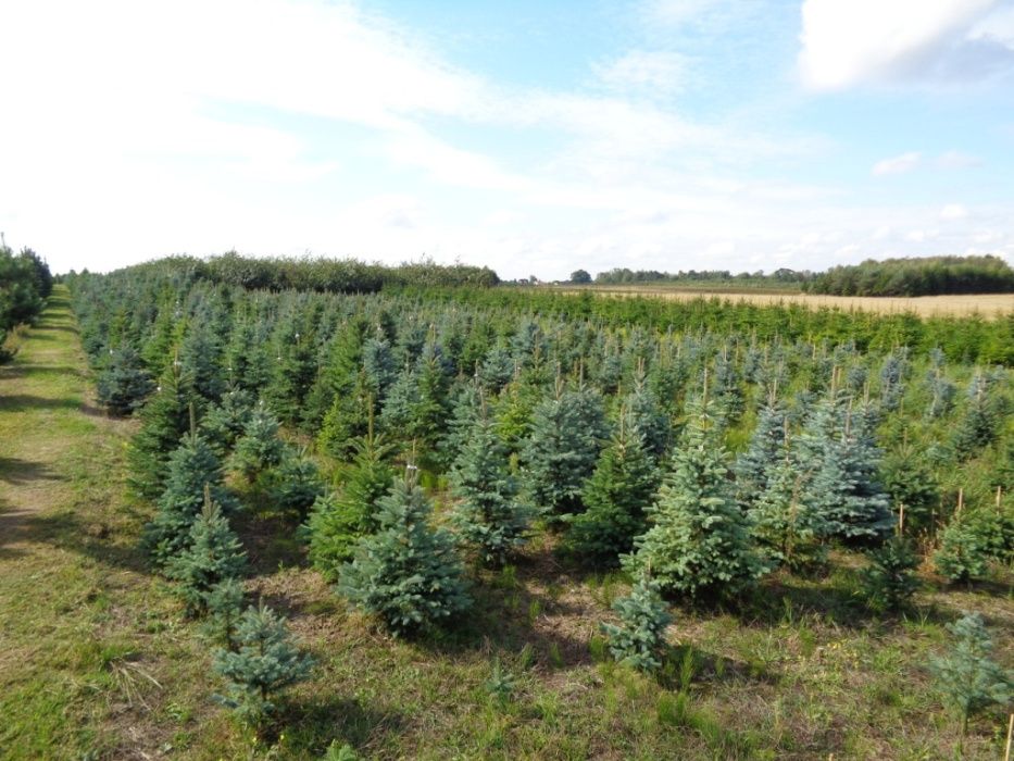 Świerk Srebrny z bryłą z plantacji, o wysokości 1.5-2.0 m Sadzenie Tra