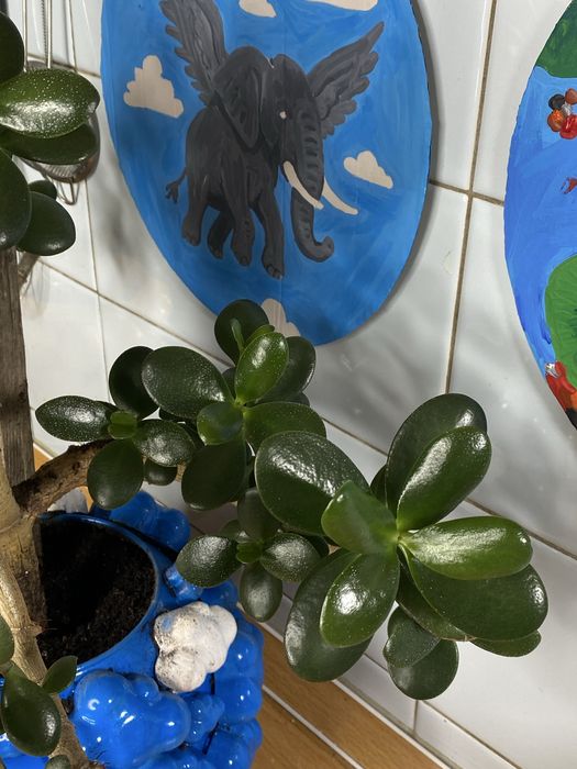 Денежное дерево, Толстянка крассула