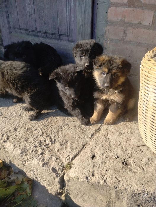 Німецька вівчарка