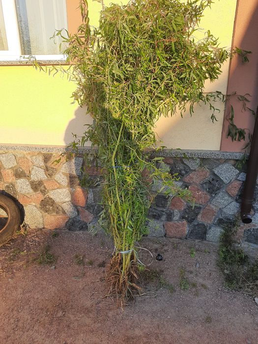 Верба Матсудана 2р