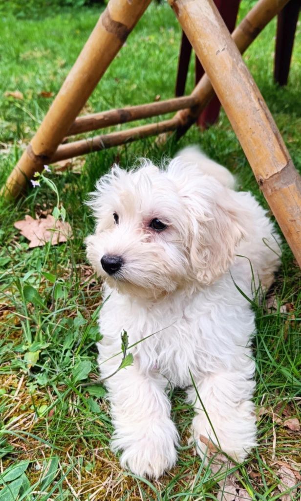 Śliczny chłopak maltipoo