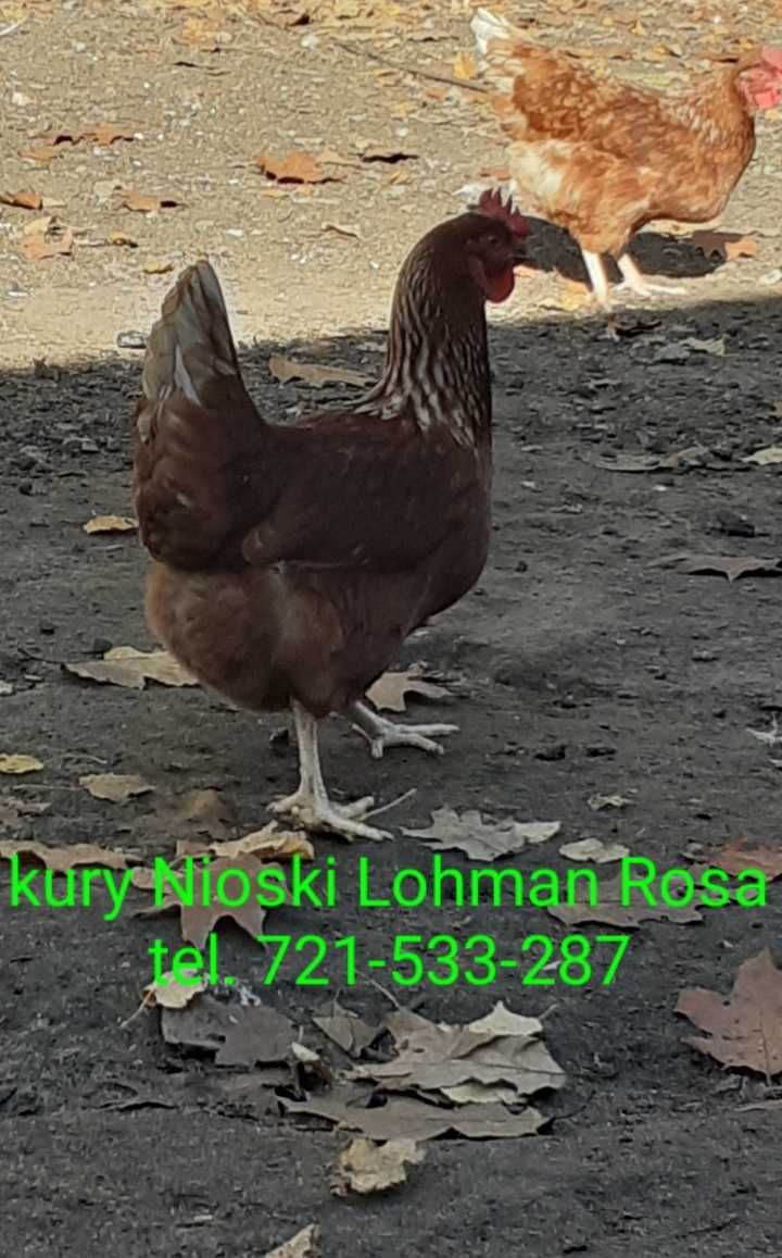 Nioski 16-tygodniowe Leghorn Rosa Dominant Sandy lohman brown