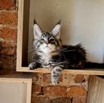 Maine Coon,  kotka, rodowód FPL, opcja hodowlana