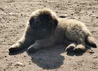 Oddam szczeniaki mastif tybetański leonberger